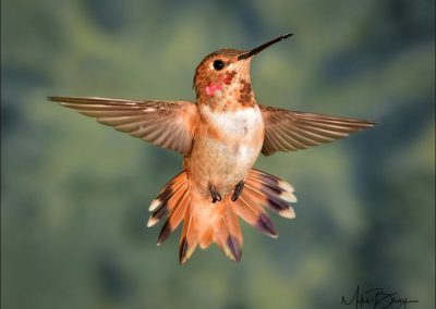 Allen's Hummingbird