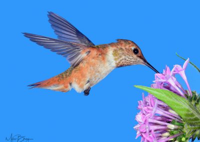 Allen's Hummingbird