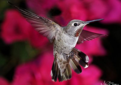 Anna's Hummingbird