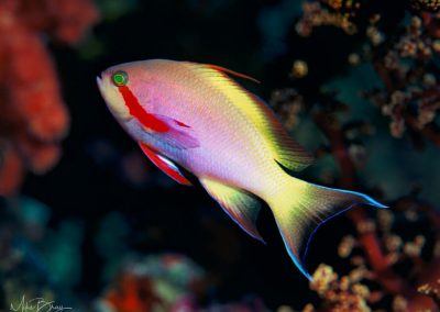 Anthias