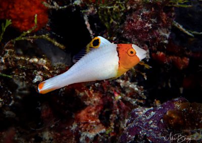 Bicolor Parrotfish (juvenile)