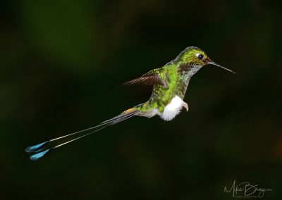 Booted Racket-Tail Hummingbird