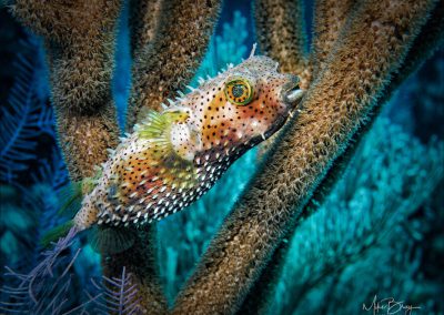 Bridled Burrfish