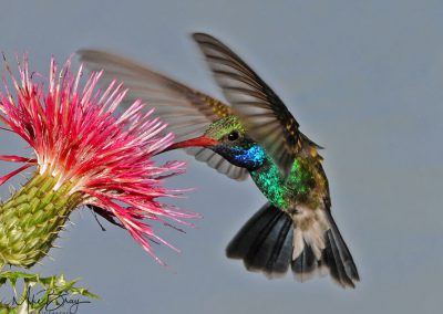 Broadbill Hummingbird