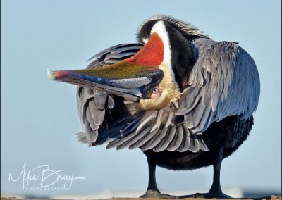 Brown Pelican