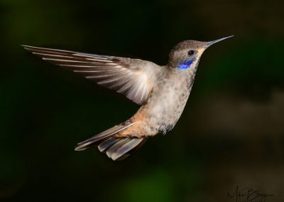 Brown Violetear