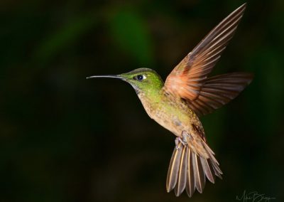 Buff-Tailed Coronet