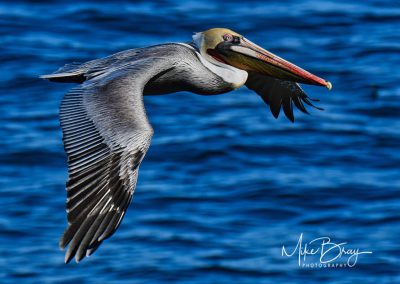 California Brown Pelican