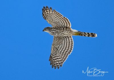 Cooper's Hawk