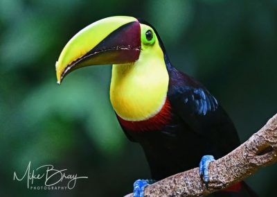 Costa Rica, Black Mandible Toucan