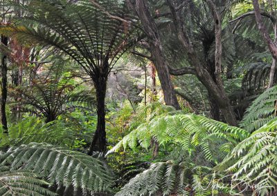Ferns Abel - Tasman landscape