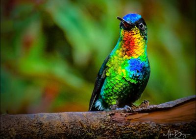 Fiery-throated Hummingbird