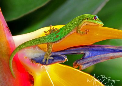 Gold Dust Gecko - Kona, HI