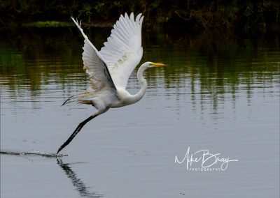 Great Egret