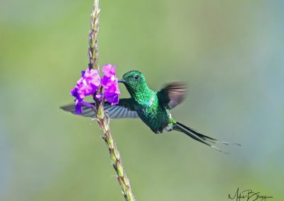 Green Thorntail