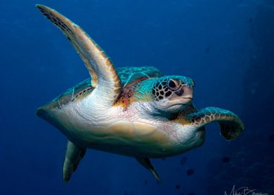 Hawksbill Turtle