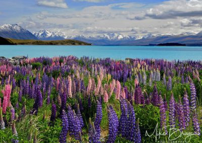 Lake Tekapo, NZ