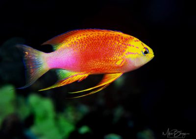 Longfin Anthias