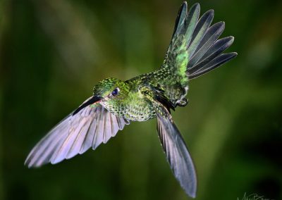 Many-spotted Hummingbird