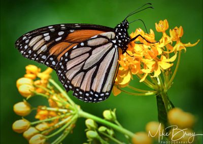 Monarch Butterfly