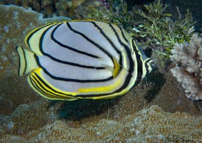 Myer's Butterflyfish