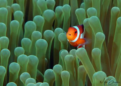 Nemo, Spinecheek Anemonefish