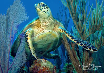 On the Move - Hawksbill Turtle