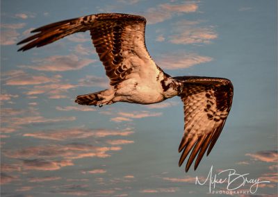 Osprey - Bolsa Chica Wetlands, CA