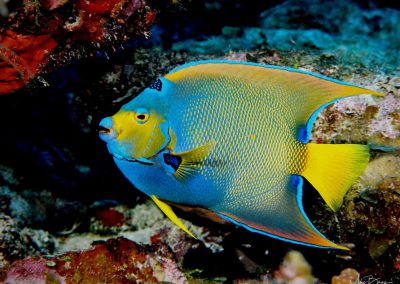 Queen Angelfish