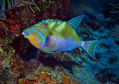 Queen Triggerfish