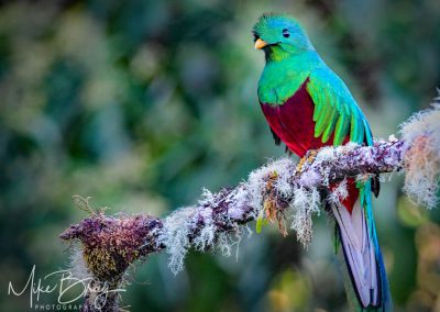 Quetzal - Costa Rica