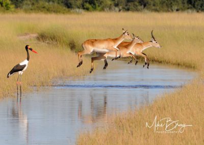 Red Lechwe, Botswana