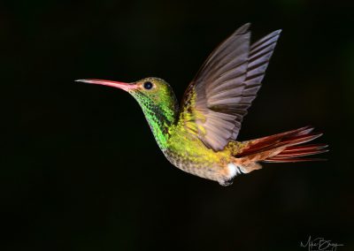 Rufous-tailed Hummingbird