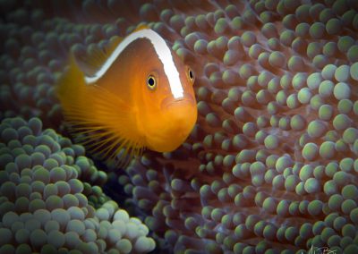 Skunk Anemonefish