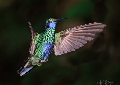 Sparkling Violetear