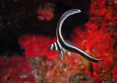 Spotted Drum (juvenile)