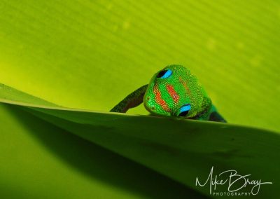 Super Spy Gecko - Kona, HI