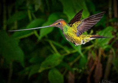 Sword-billed Hummingbird