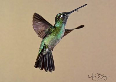 Talamanca Hummingbird