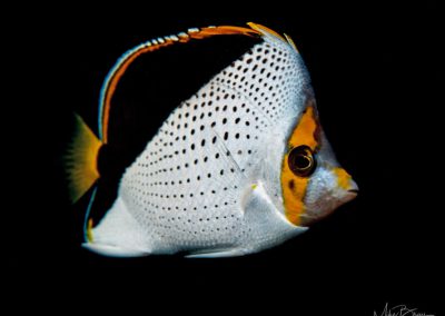 Tinker's Butterflyfish