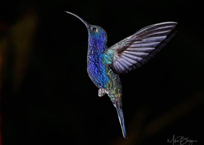 Violet Sabrewing