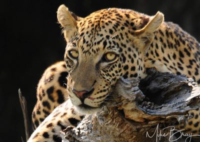 Vumbura Leopard - Botswana
