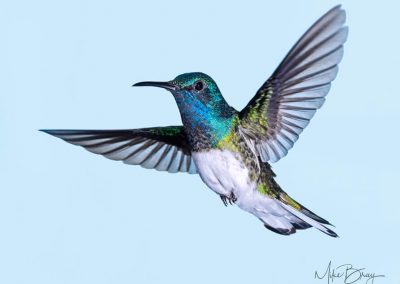 White-necked Jacobin