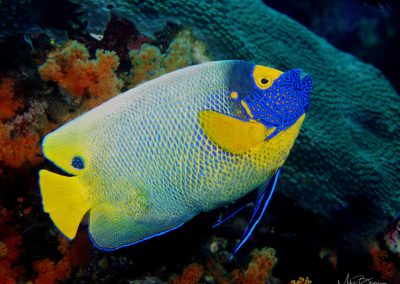 Yellow Mask Angelfish