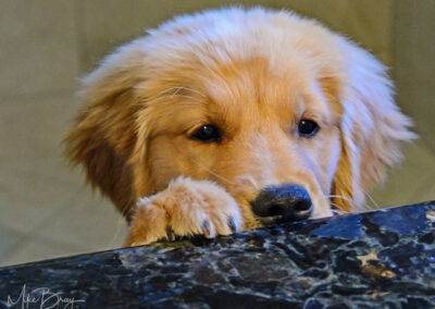 Curious Puppy