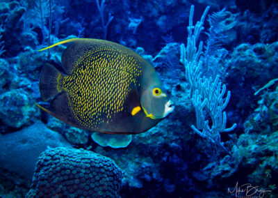 French Angelfish