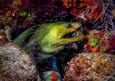 Green Moray Eel