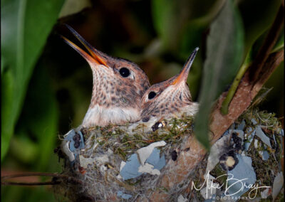 Hummingbird chicks