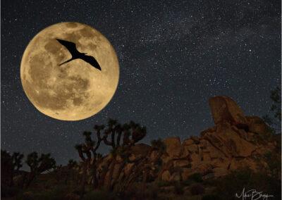 Joshua Tree Night