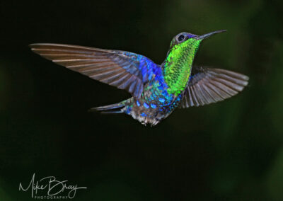 Violet-crowned Woodnymph